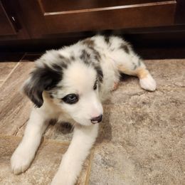 Prince Charming - Blue merle Miniature Australian Shepherd puppy in Trenton, Tennessee from Lauren's Little Aussies