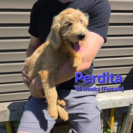 Perdita - Cream female Labradoodle puppy in Genoa City, Wisconsin from Sakura Pups