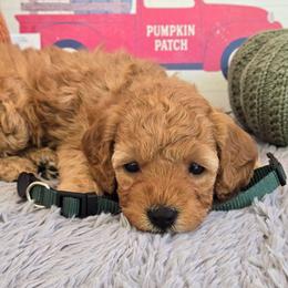 Anne - Red  female Poodle puppy in Bauxite, Arkansas from Mountain Ridge Poodles