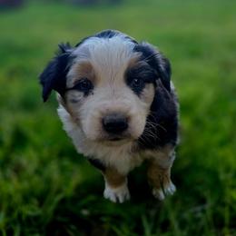 Norm - Blue merle male Australian Shepherd puppy in Puryear, Tennessee from Double G Ranch