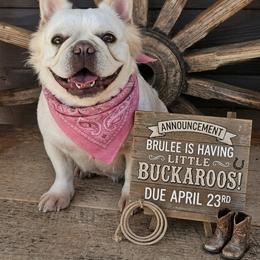 Brulee - French Bulldog