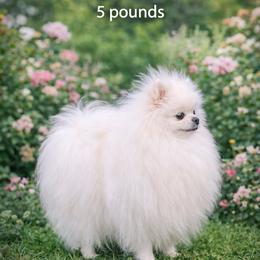 Pomeranian All Grown Up from Moore Poms