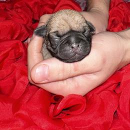 Sugar - Fawn female Pug puppy in Greenfield, Missouri from Curly Tail Kennels & More