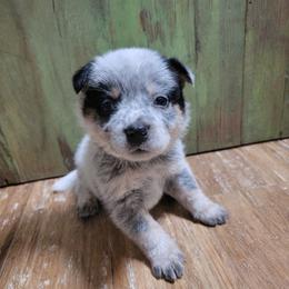 Dk Blue Collar - Blue male Australian Cattle Dog puppy in Riverton, Utah from Rundown Ranch Cattle Dogs