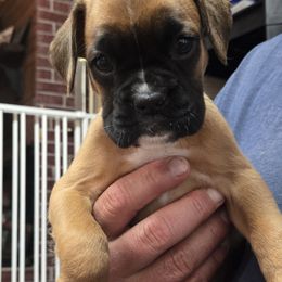 Green collar girl. - Fawn female Boxer puppy in Petrolia, Pennsylvania from Arktis Boxers