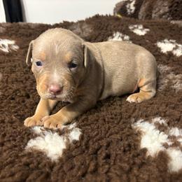 Daemon - Lilac tri-color male American Bully puppy in Henderson, Kentucky from Medusa’s Bullies