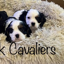 Cavalier King Charles Spaniel Puppies from Elm Creek Cavaliers