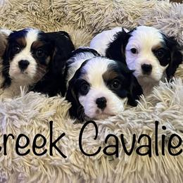 Cavalier King Charles Spaniel Puppies from Elm Creek Cavaliers