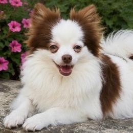 Zallie - Pomeranian