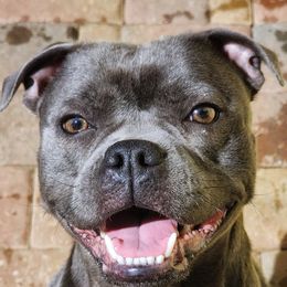 Pixel - Staffordshire Bull Terrier