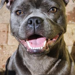 Pixel - Staffordshire Bull Terrier