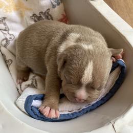 Lilac tri tuxedo - White and silver male Teddy Roosevelt Terrier puppy in Russellville, Kentucky from Mud-E Acres Kennel