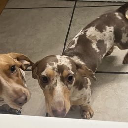 Dachshunds from Justyne Lazalde