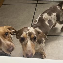 Dachshunds from Justyne Lazalde