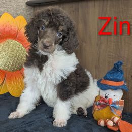 Zinnia - Parti male Poodle puppy in Mongomery, Texas from Celestial Jewels Poodles