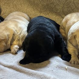 Labrador Retriever puppies from Chara’ Labradors