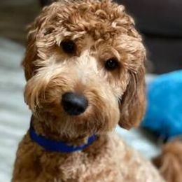 Goldendoodles, Poodles, and Sheepadoodles from Brewer's Goldendoodles & Sheepadoodles