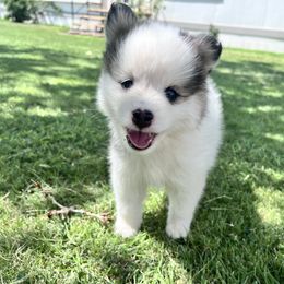 Flint - White male Pomsky puppy in Amarillo, Texas from Pom Pom Pomskies