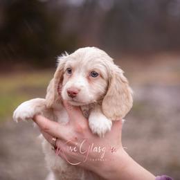 Nugget - Cream male Dachshund puppy in Knox City, Missouri from Brittney's Dachshunds