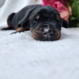Doberman Pinscher Puppies from Makkr Ridge Dobermans LLC