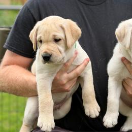 Male available - Yellow male Labrador Retriever puppy in Camp Verde, Arizona from Cecil's Arizona Labradors