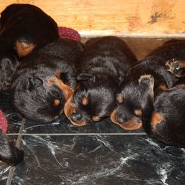 Rottweiler Puppies from Mountain High Kennels