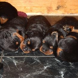 Rottweiler Puppies from Mountain High Kennels