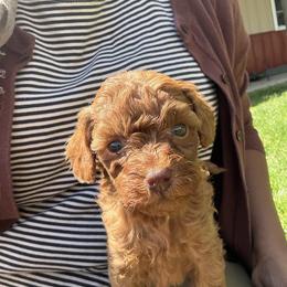 Honey - Red  female Poodle puppy in Utica, Ohio from Poodle Me Crazy
