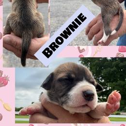 Brownie - Mantle male Great Dane puppy in Wellsville, New York from Prophecy Danes