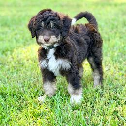Green boy - Red tri-color male Aussiedoodle puppy in Liberty, Texas from Poodles and Doodles Most Excellent Adventures