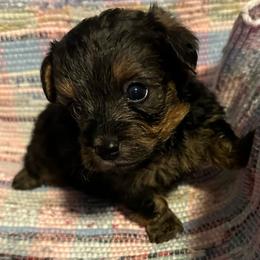 Light Boy - Black and tan male Yorkipoo puppy in Eden, Maryland from Canines  Unlimited