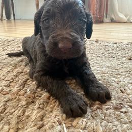 Rex - Chocolate male Goldendoodle puppy in Wittenberg, Wisconsin from Cedar River Kennel