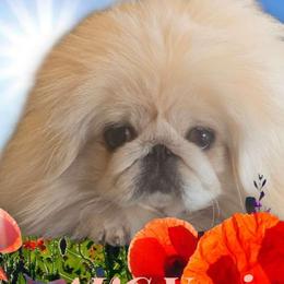 ADULT Vanier's Libby - White female Pekingese puppy in Texas from Vanier Pekingese