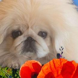 ADULT Vanier's Libby - White female Pekingese puppy in Texas from Vanier Pekingese
