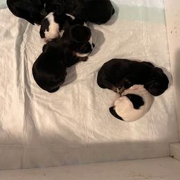 Girl 5 - Black and tan female Cocker Spaniel puppy in Renton, Washington from Cam’s Cockers