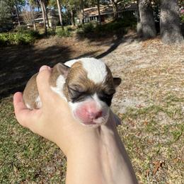 Boy 2 - Sable and white male Cardigan Welsh Corgi puppy in Wekiwa Springs, Florida from It is Corgiland