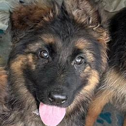 Patsy - Black and red female German Shepherd puppy in Vintondale, Pennsylvania from Causey's Critters