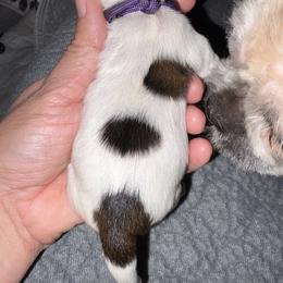 Purple - Gold and white female Shih Tzu puppy in Eunice, Louisiana from 4J's Cajun Kennels