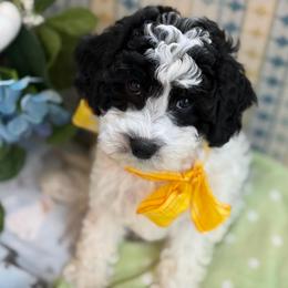 Oregano - male Cavapoochon puppy in North Lawrence, Ohio from Liberty Pups