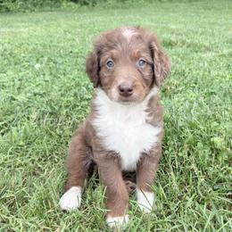 Biscuit - Red merle male Aussiedoodle puppy in Centerburg, Ohio from A Dose Of Doodle