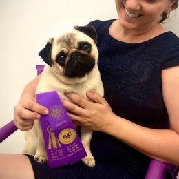 Tipsy - Pug