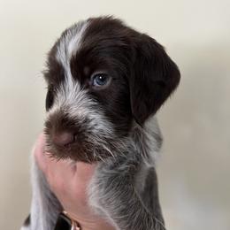Wirehaired Pointing Griffon Puppies from American Patriot Kennel