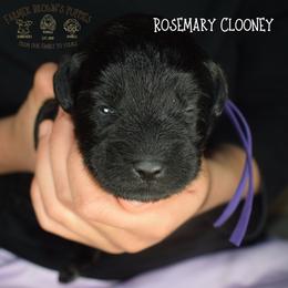 Rosemary Clooney - Black female Miniature Schnauzer puppy in Sedalia, Missouri from Farmer Brown's Puppies