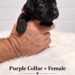 Purple collar female - Black female Labrador Retriever puppy in Imperial, Missouri from Kalkbrenner's Labrador Retrievers