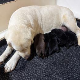 Boy 3 - Black male Labrador Retriever puppy in Wilson’s, Virginia from Cedar Hill Farm Labradors