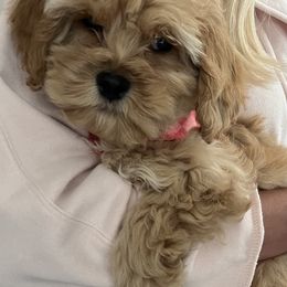 Cockapoo Puppies from The Doodle Barn