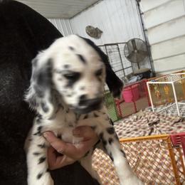 G1 - White and black female Dalmatian puppy in Williamsburg, Ohio from Dewey’s Dals