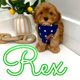 Rex - Red male Cavapoo puppy in Buford, Georgia from Petite Posh Puppies