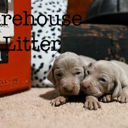 Weimaraner puppies from North Georgia Weims