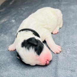 Zion- Female Reservation 5 - White female Sheepadoodle puppy in Spokane, Washington from Downriver Doodles